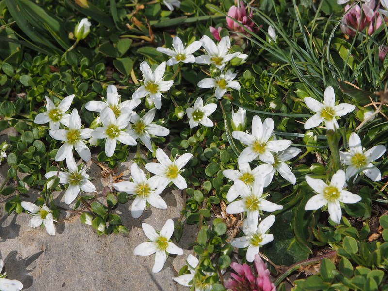 Arenaria multicaulis subsp. moehringioides photo 4