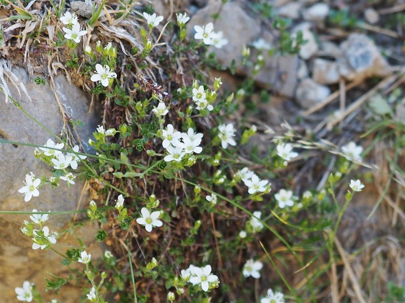 Arenaria multicaulis subsp. multicaulis