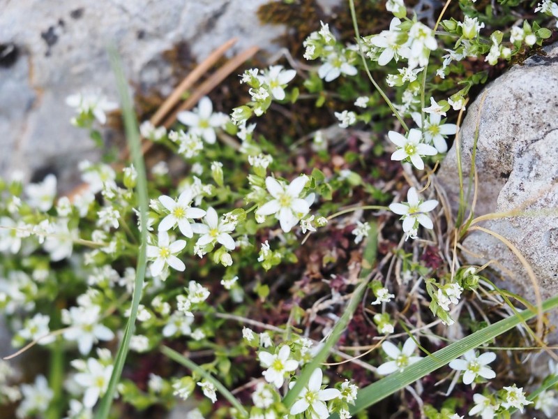 Arenaria multicaulis subsp. multicaulis photo 2