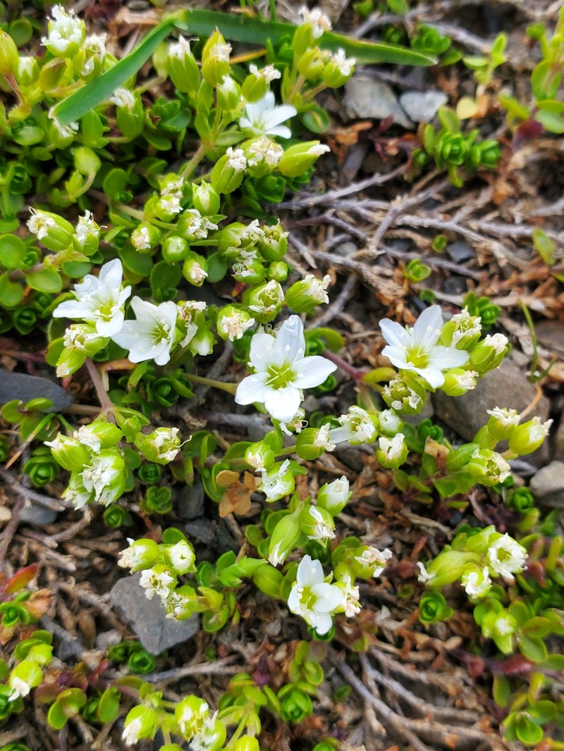 Arenaria multicaulis subsp. multicaulis photo 3