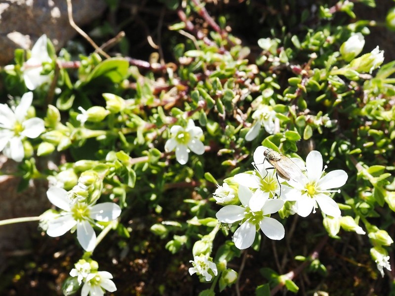 Arenaria multicaulis subsp. multicaulis photo 4