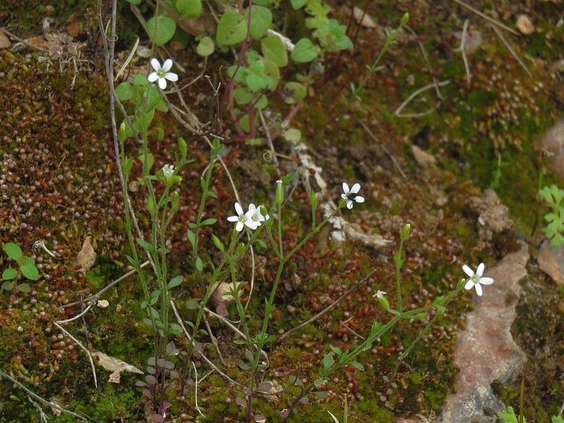 Arenaria muralis photo 2