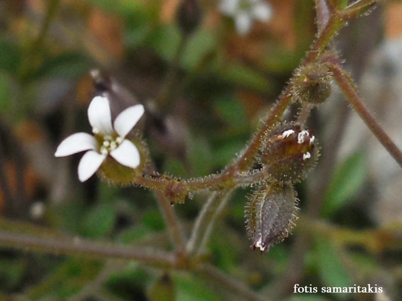 Arenaria muralis photo 3