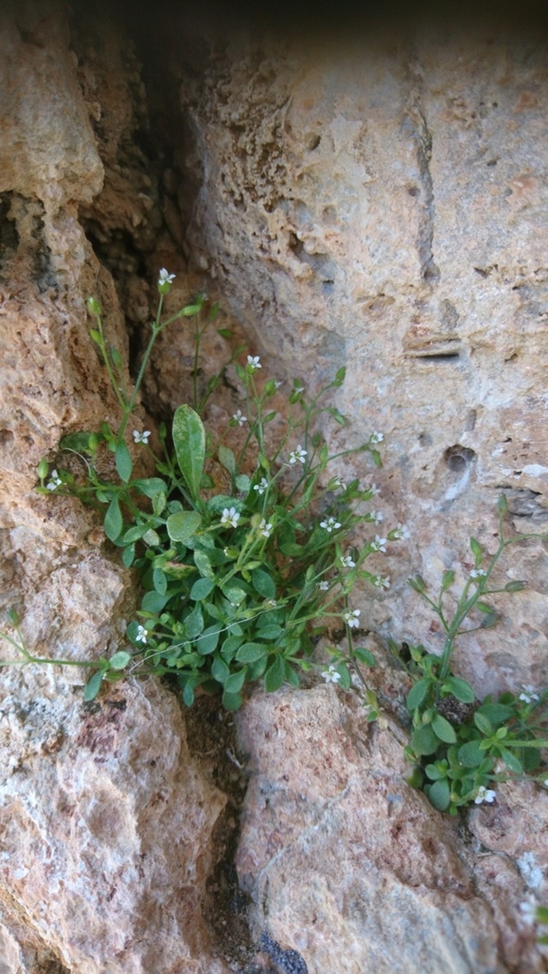 Arenaria muralis photo 4
