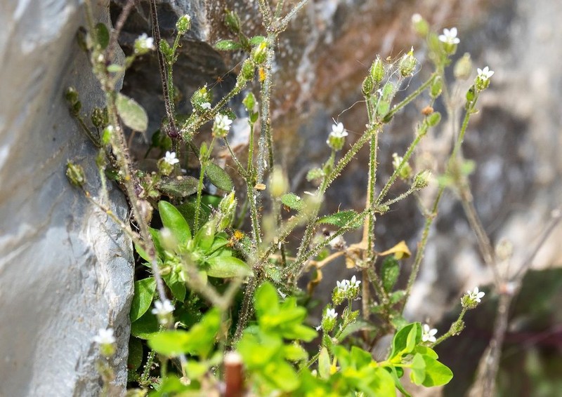 Arenaria muralis photo 5