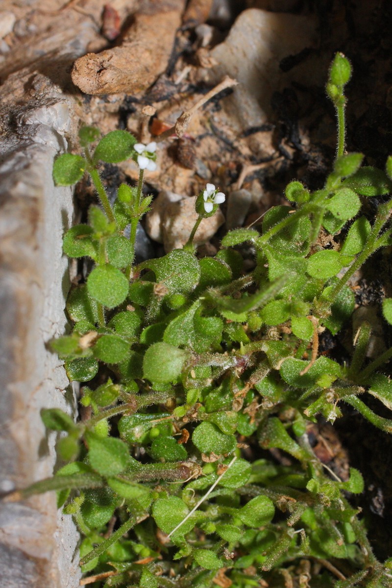 Arenaria muralis photo 6