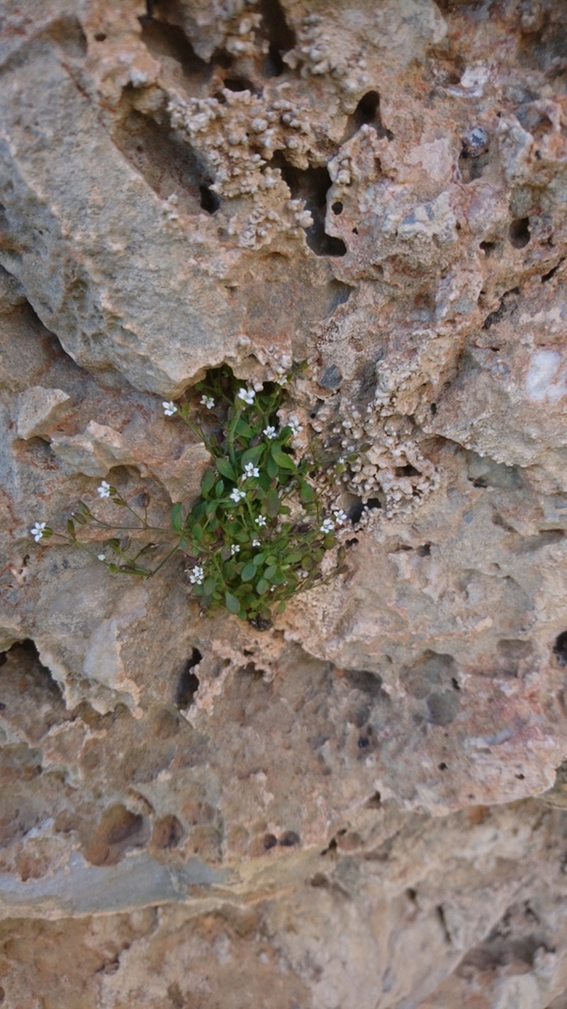 Arenaria muralis photo 7