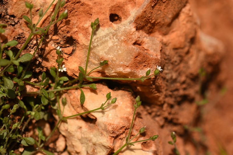 Arenaria muralis photo 8
