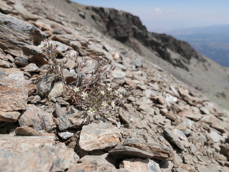Arenaria nevadensis