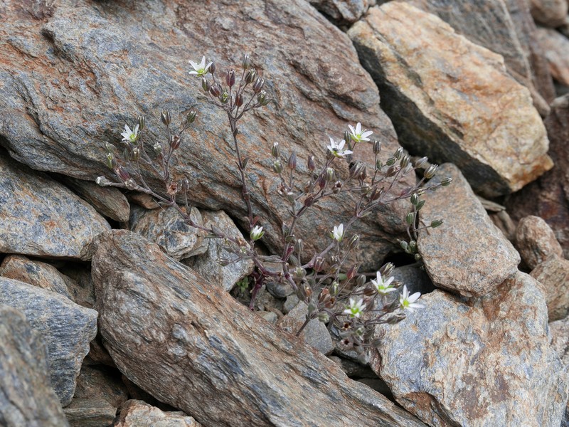 Arenaria nevadensis photo 2