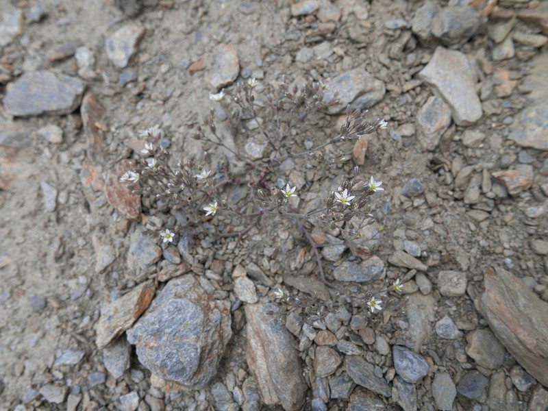 Arenaria nevadensis photo 3