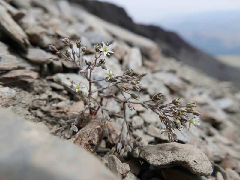 Arenaria nevadensis photo 4