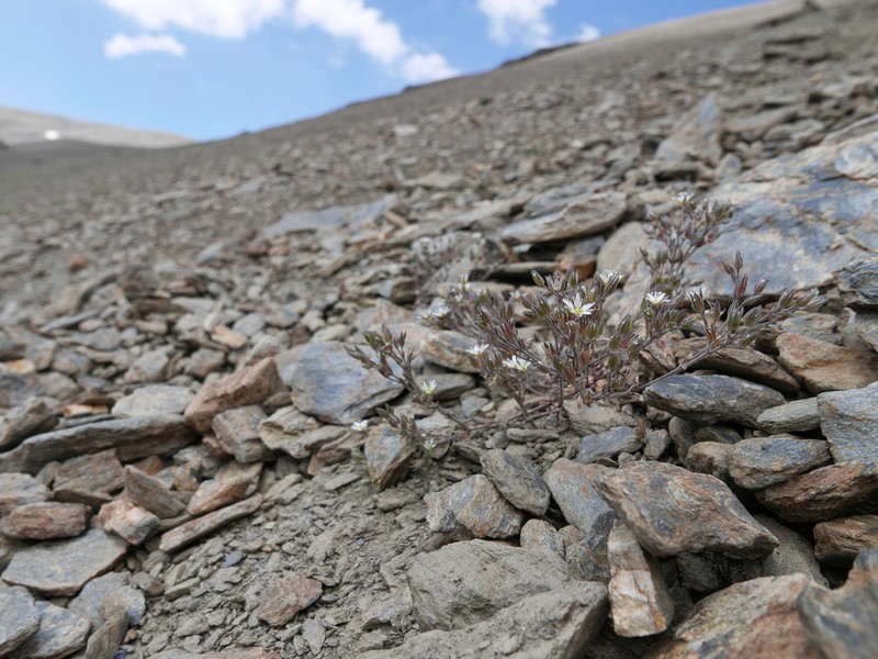 Arenaria nevadensis photo 5