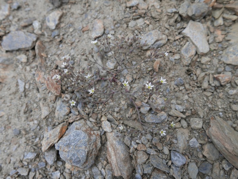 Arenaria nevadensis photo 6