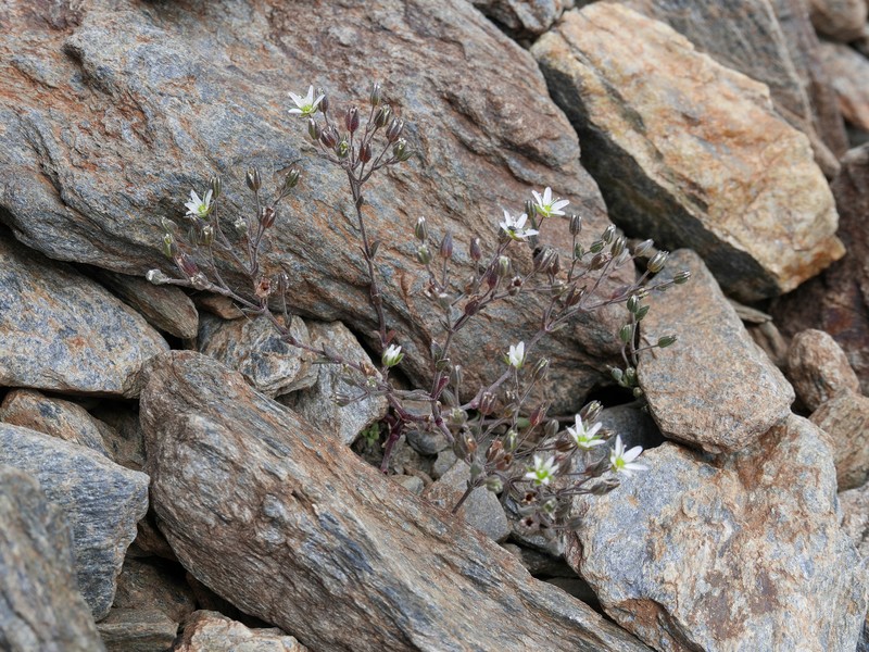 Arenaria nevadensis photo 7