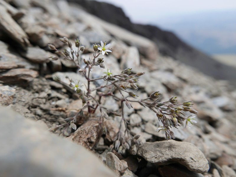 Arenaria nevadensis photo 8