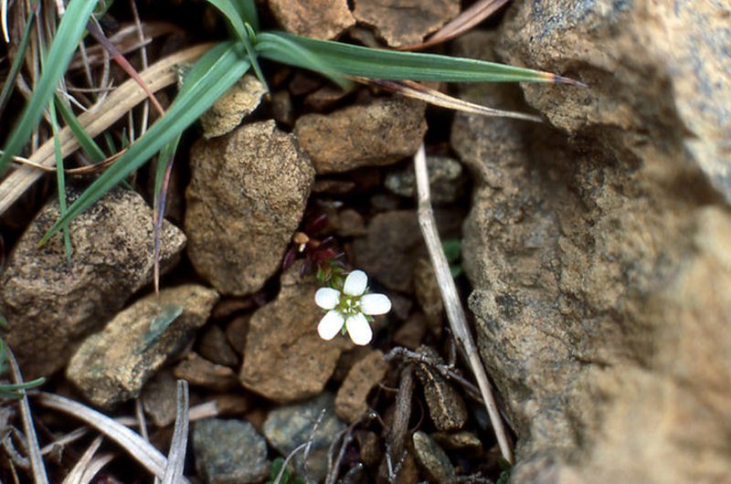 Arenaria norvegica