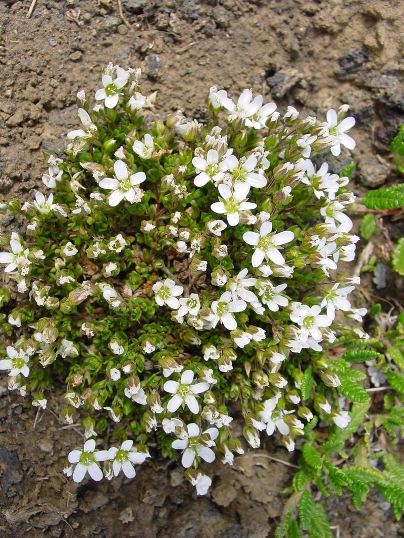 Arenaria norvegica photo 2