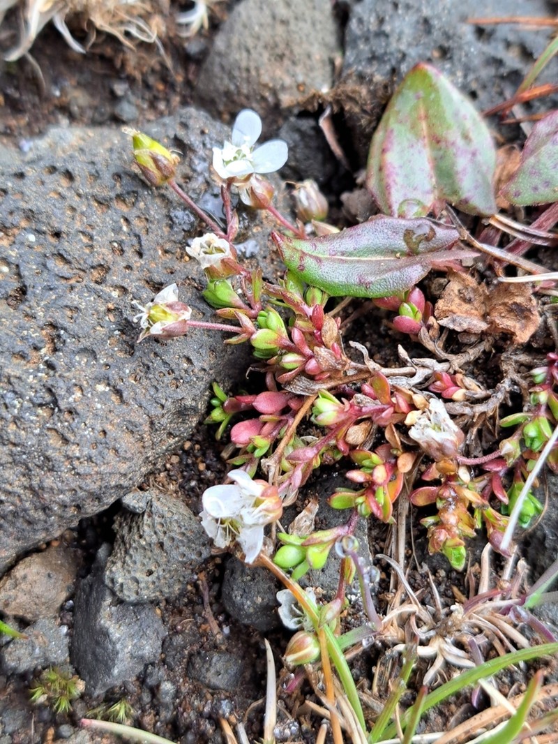Arenaria norvegica photo 3