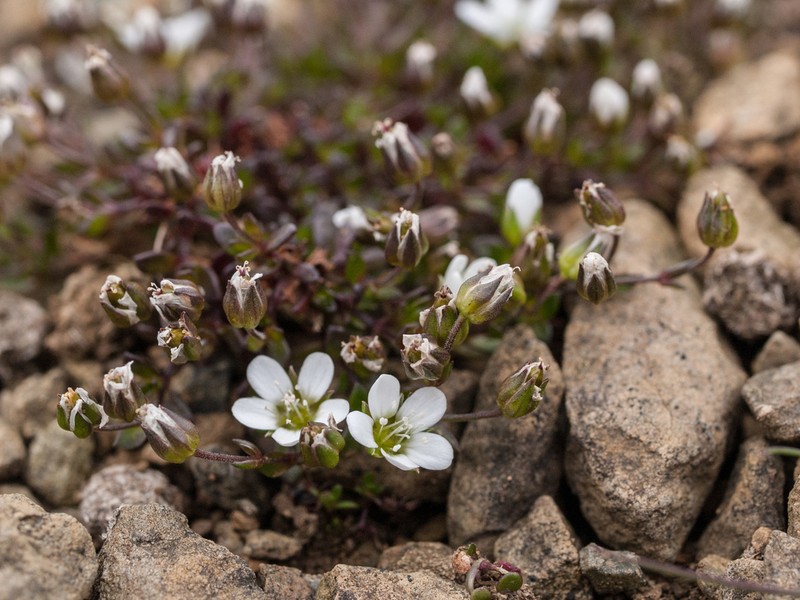 Arenaria norvegica photo 4