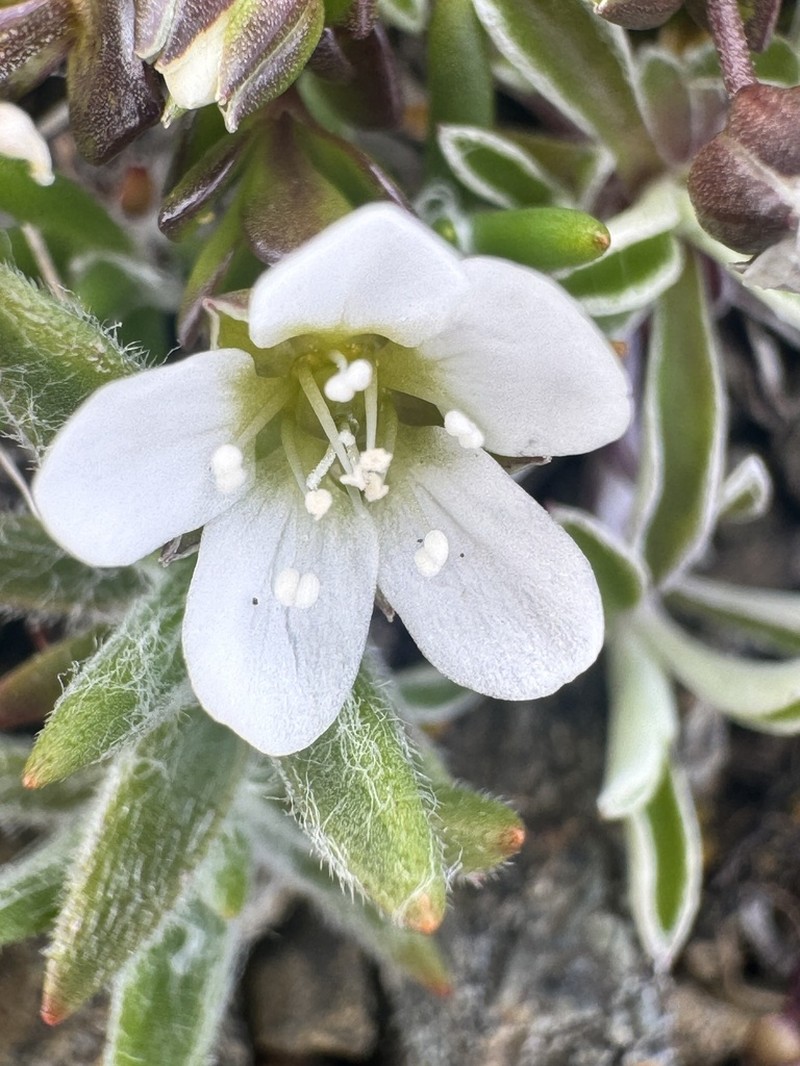 Arenaria norvegica photo 5
