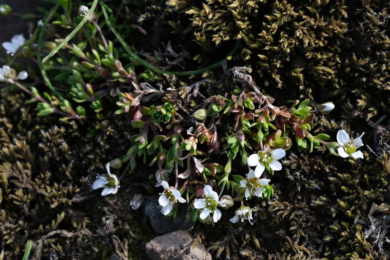 Arenaria norvegica photo 6
