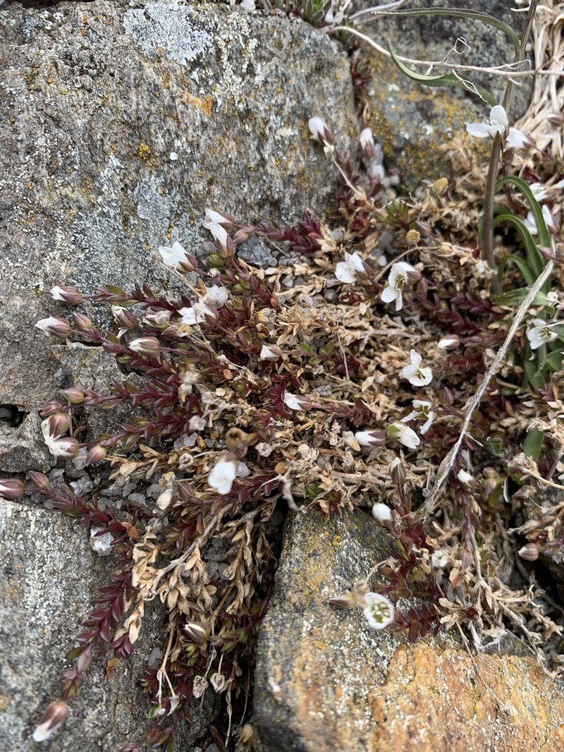 Arenaria norvegica photo 7