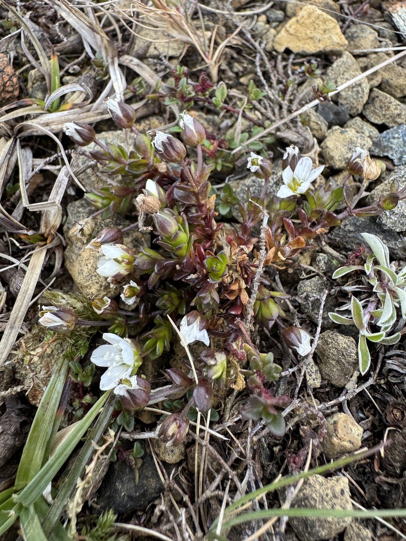 Arenaria norvegica subsp. norvegica