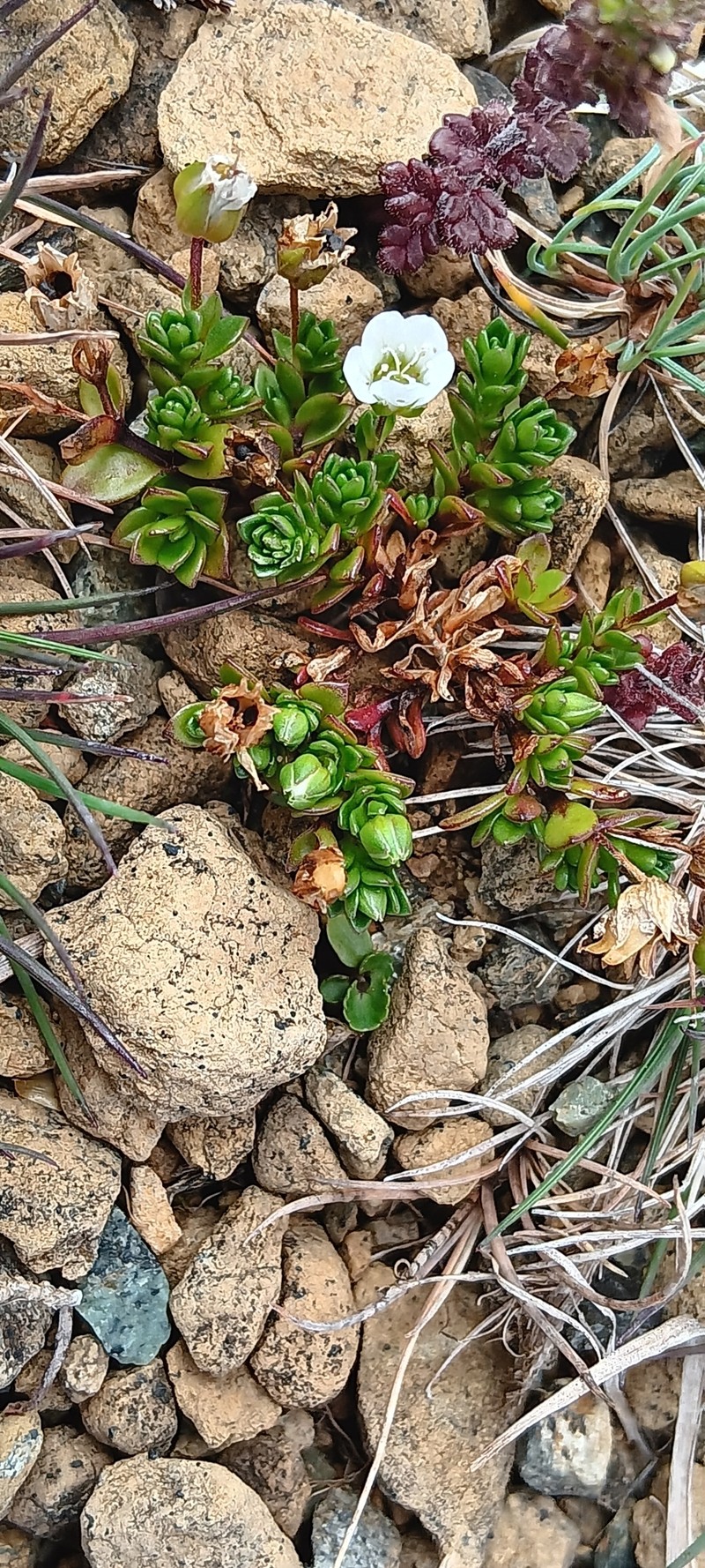 Arenaria norvegica subsp. norvegica photo 2