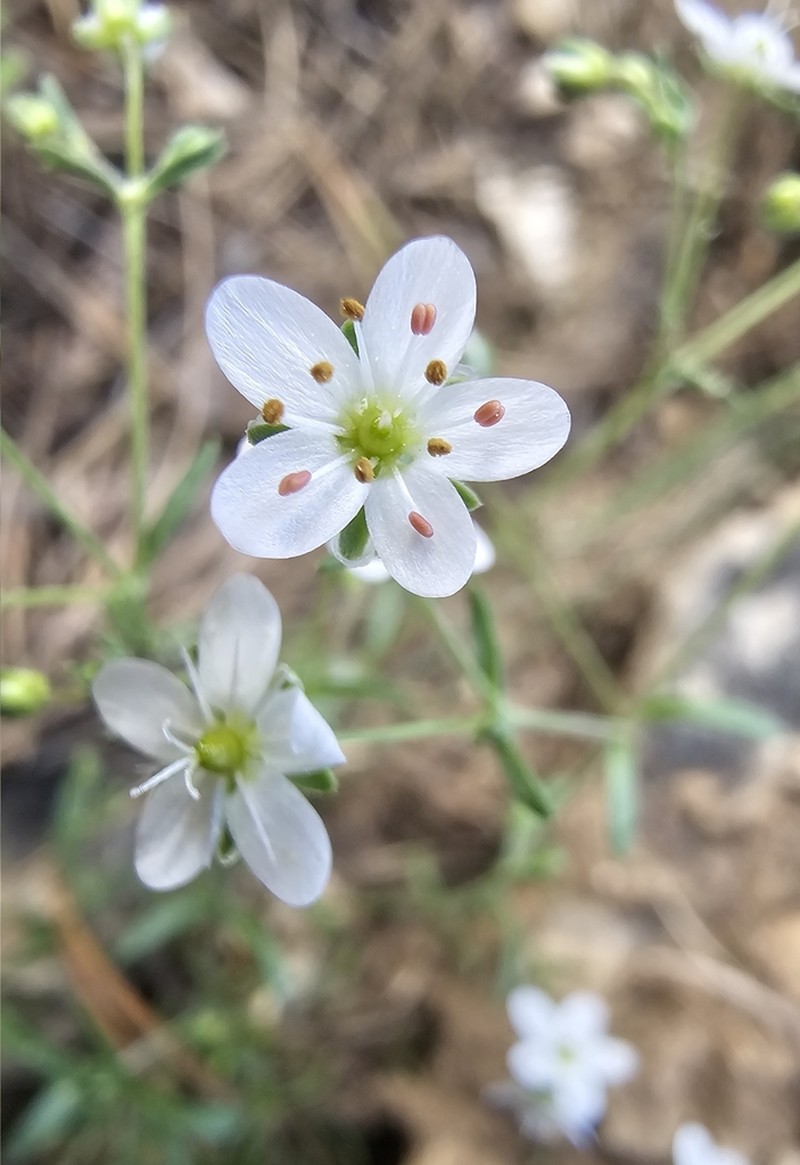 Arenaria obtusiflora