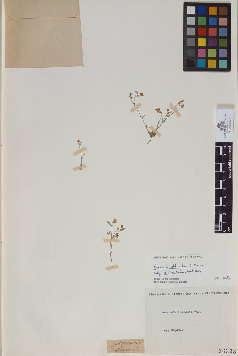 Arenaria obtusiflora photo 2