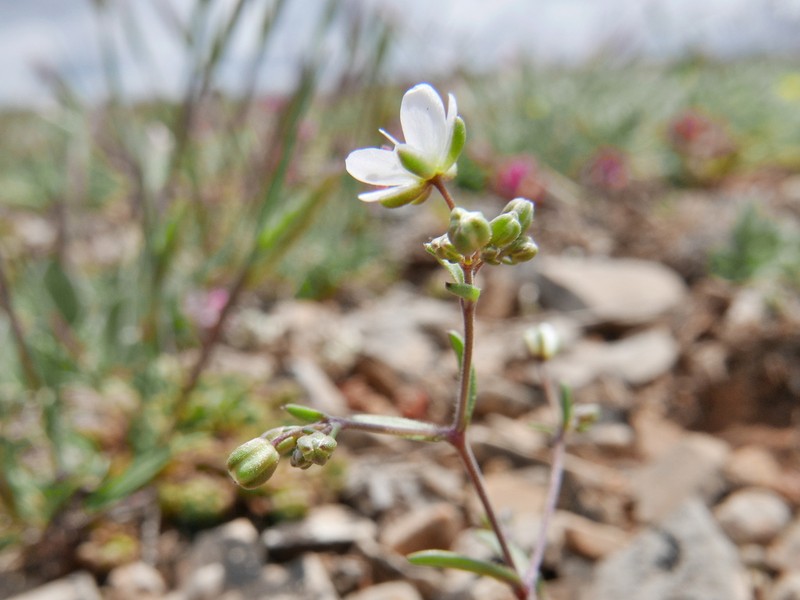 Arenaria obtusiflora photo 3