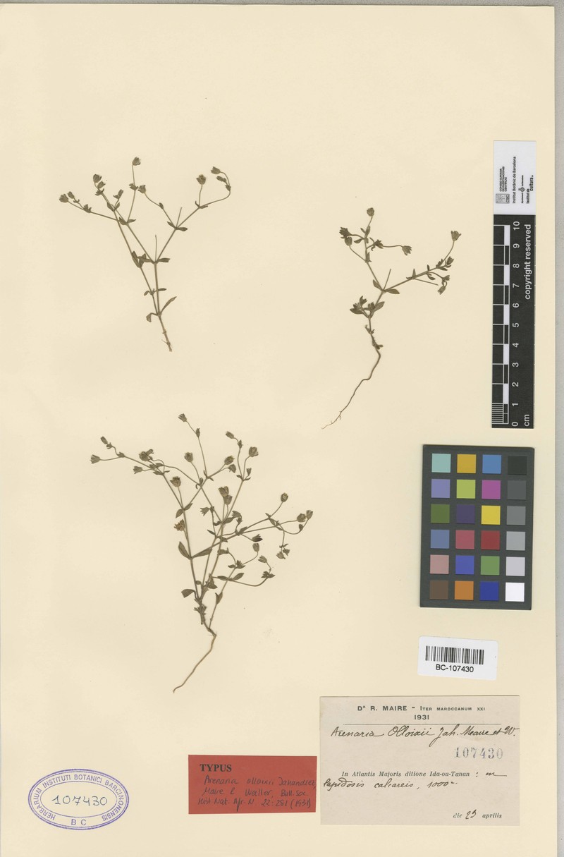 Arenaria olloixii