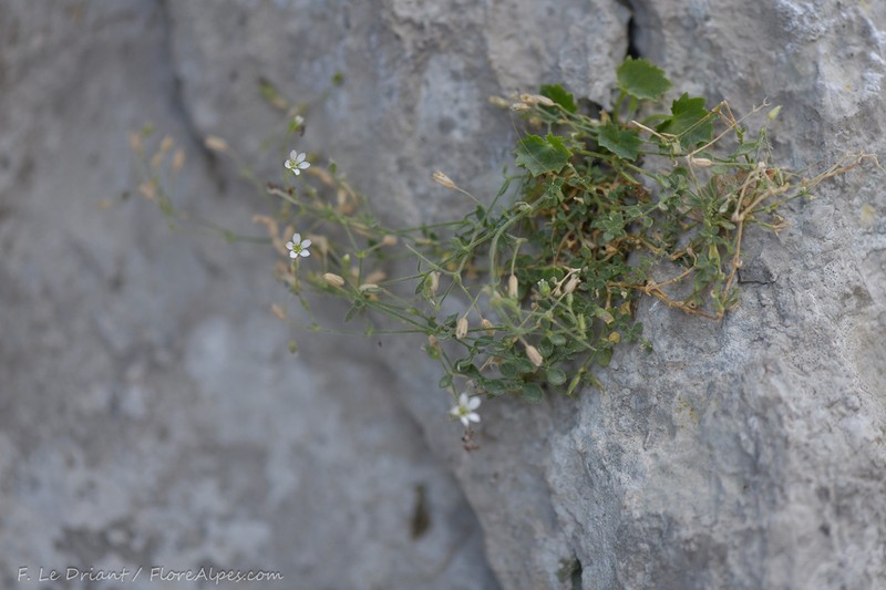 Arenaria orbicularis