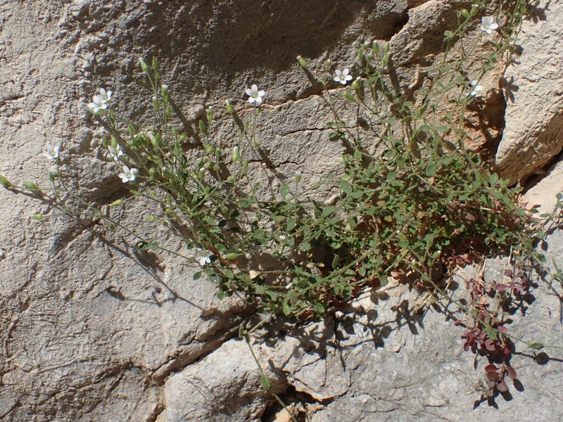 Arenaria orbicularis photo 2