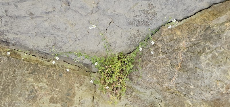 Arenaria orbicularis photo 3
