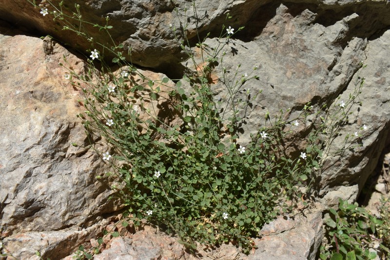 Arenaria orbicularis photo 4