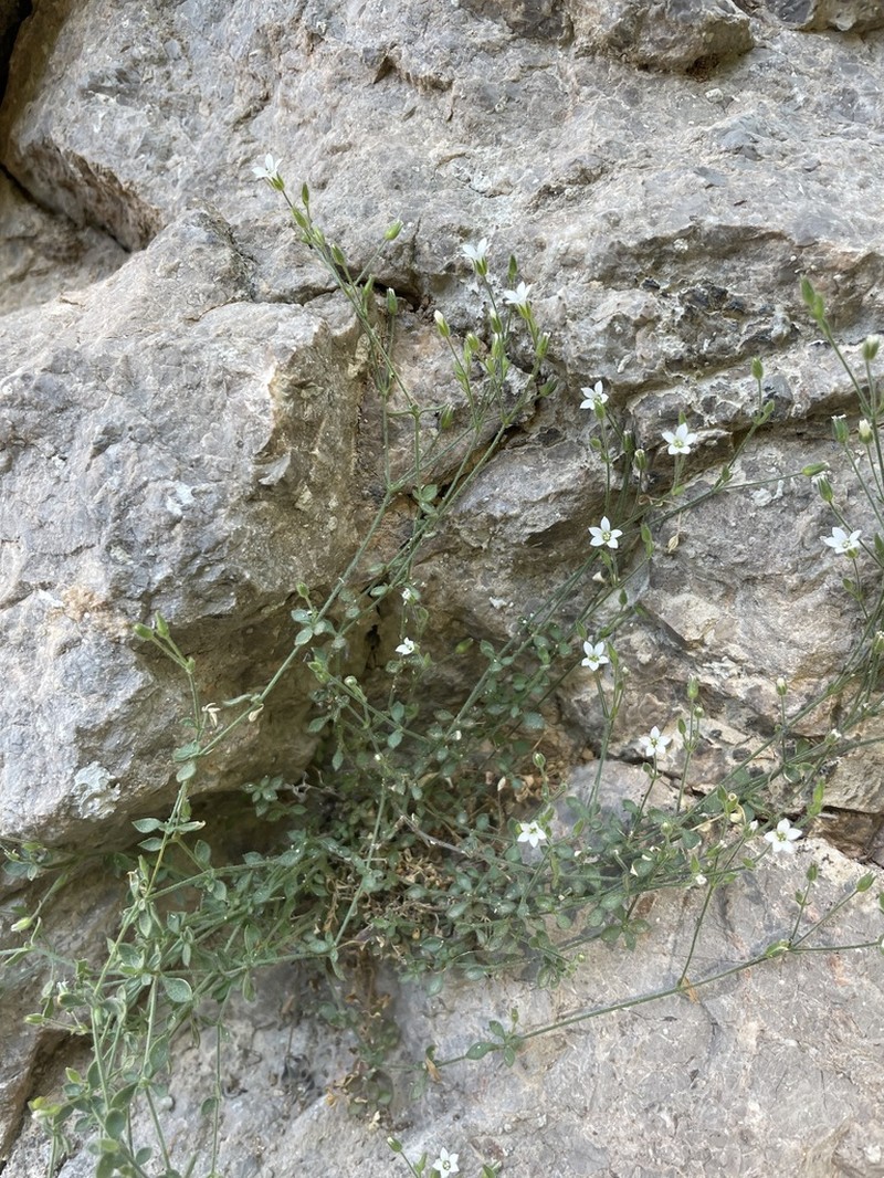 Arenaria orbicularis photo 5
