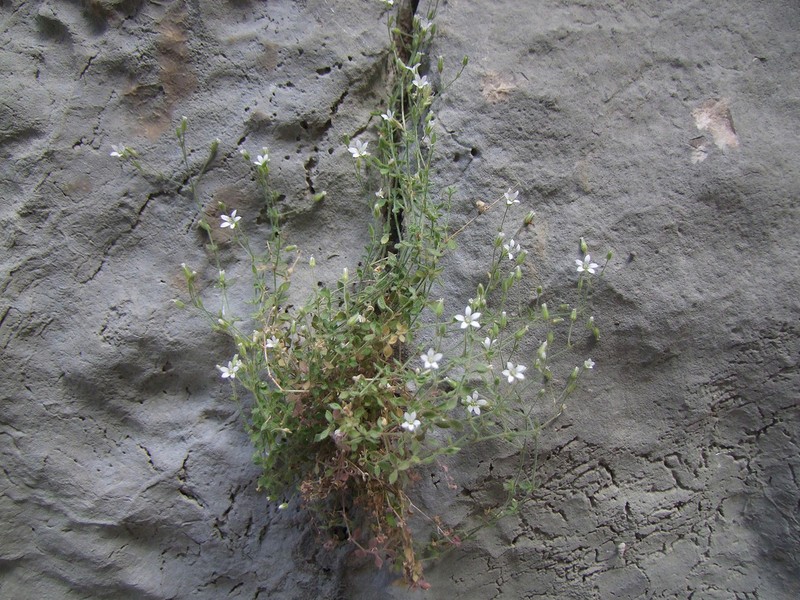 Arenaria orbicularis photo 6