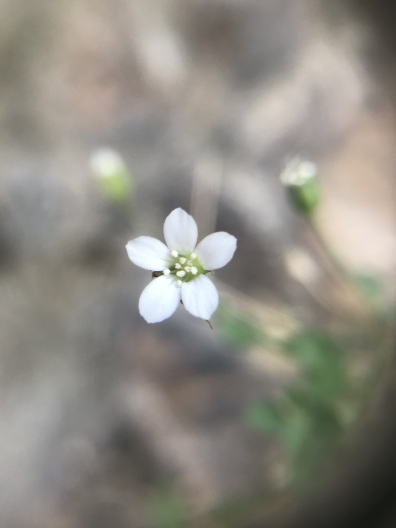 Arenaria orbicularis photo 7