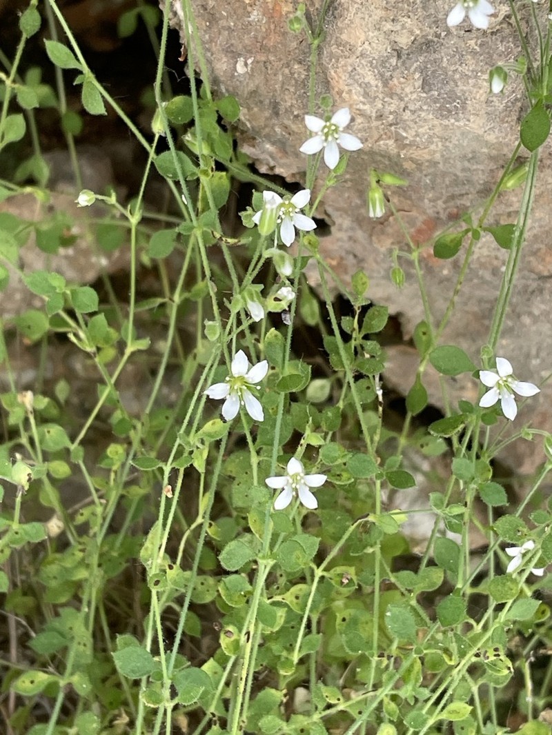 Arenaria orbicularis photo 8