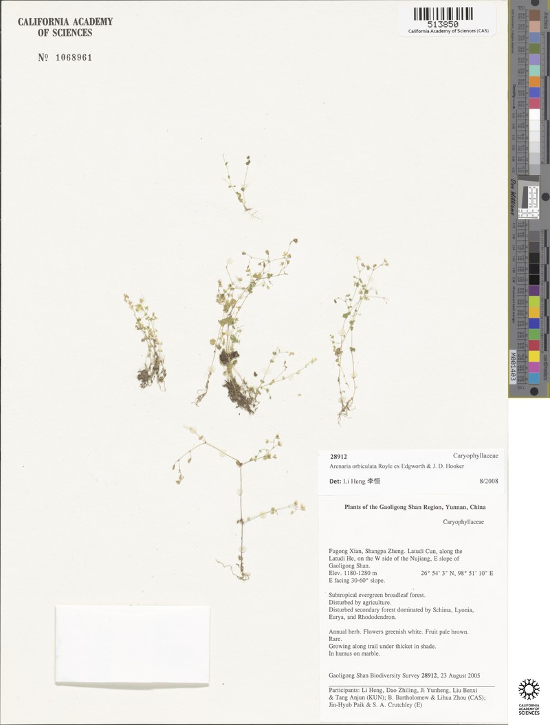 Arenaria orbiculata