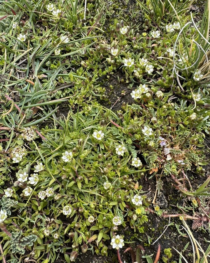 Arenaria orbignyana