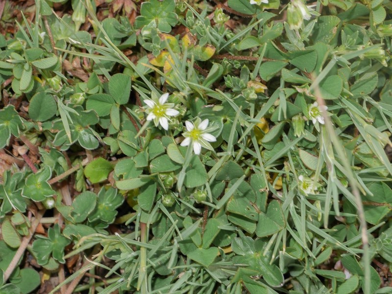 Arenaria orbignyana photo 2