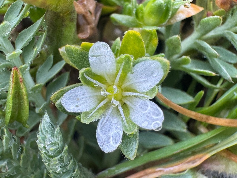 Arenaria orbignyana photo 3