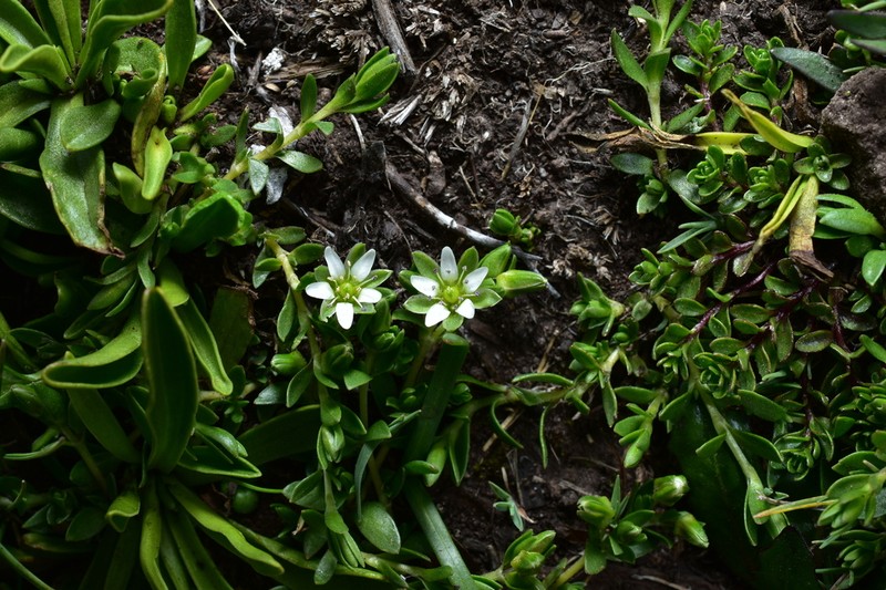 Arenaria orbignyana photo 4