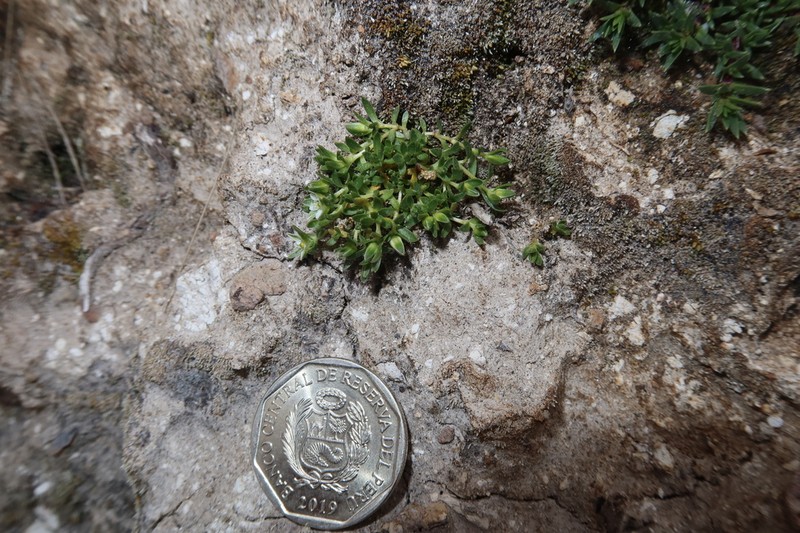 Arenaria orbignyana photo 5