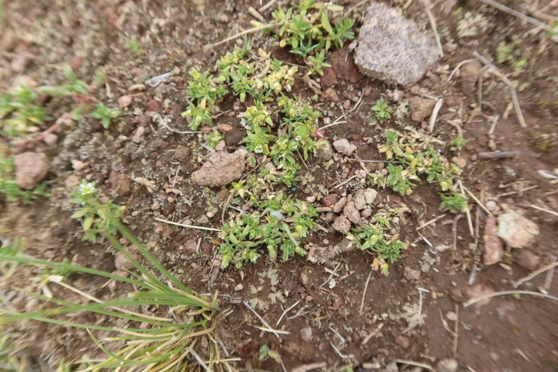 Arenaria orbignyana photo 6