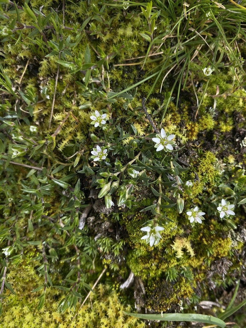 Arenaria orbignyana photo 7