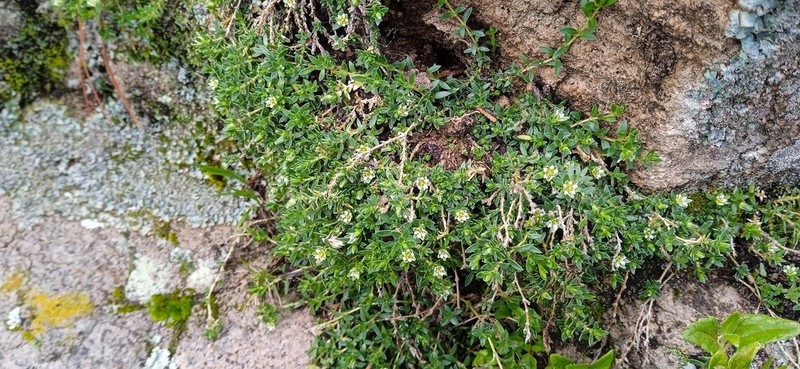 Arenaria orbignyana photo 8